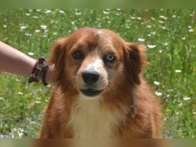 Vagabundo, einer von zwölf zurückgelassenen Hunden sucht ein neues Zuhause