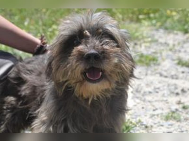 Bobi – einer von zwölf zurückgelassenen Hunden sucht ein neues Zuhause
