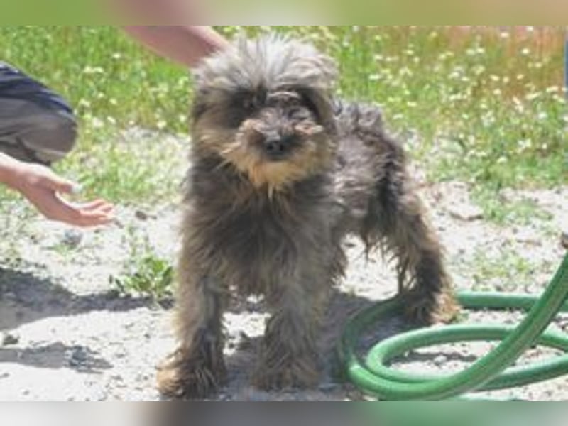 Bobi – einer von zwölf zurückgelassenen Hunden sucht ein neues Zuhause