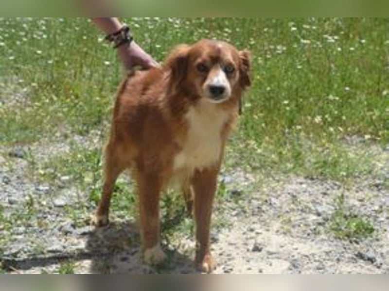 Vagabundo, einer von zwölf zurückgelassenen Hunden sucht ein neues Zuhause