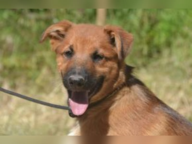 Sunny, ein verspieltes Hundekind auf der Suche nach einem Zuhause fürs Leben