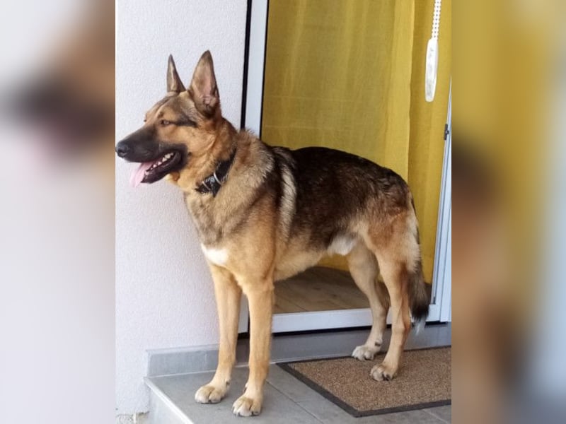 Bebo ❤️ Liebevolles Fellnäschen!