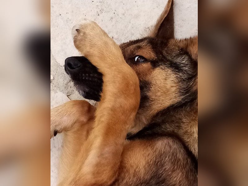 Bebo ❤️ Liebevolles Fellnäschen!