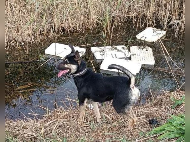 Otto ❤️ so freundlich und verträglich!