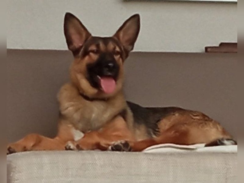 Bebo ❤️ Liebevolles Fellnäschen!