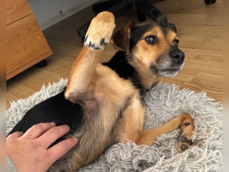 Roby ❤️ aktiver, verschmuster Rollibub