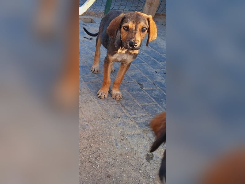 Leon sucht seine Menschen