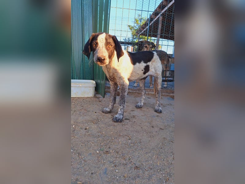 Ludwig sucht sein Körbchen