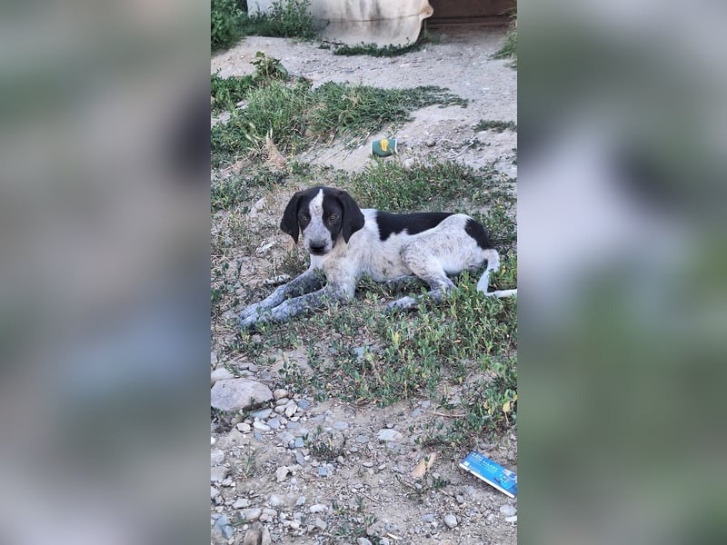 Ludwig sucht sein Körbchen