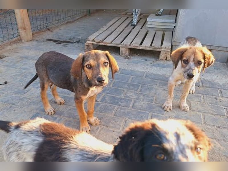 Leon sucht seine Menschen