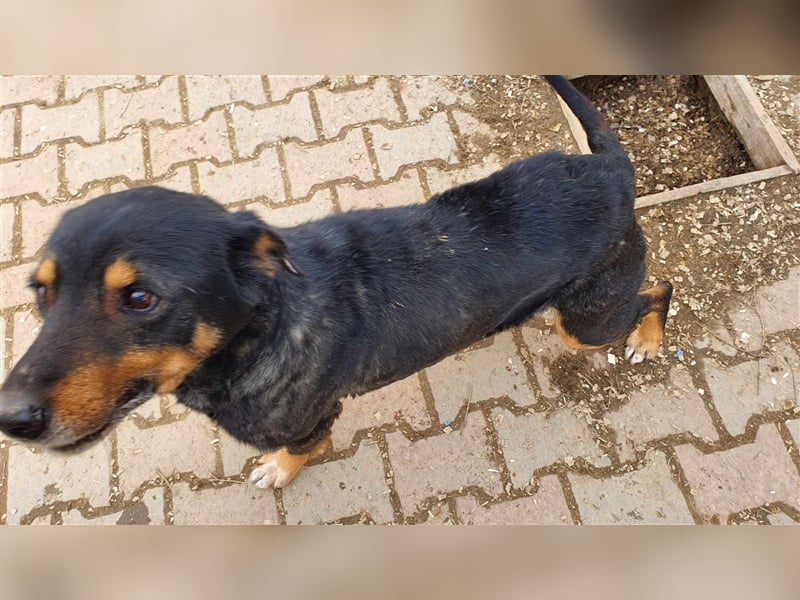 Printi möchte eine Chance erhalten