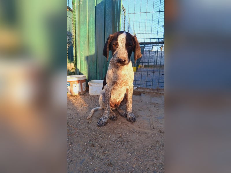 Ludwig sucht sein Körbchen