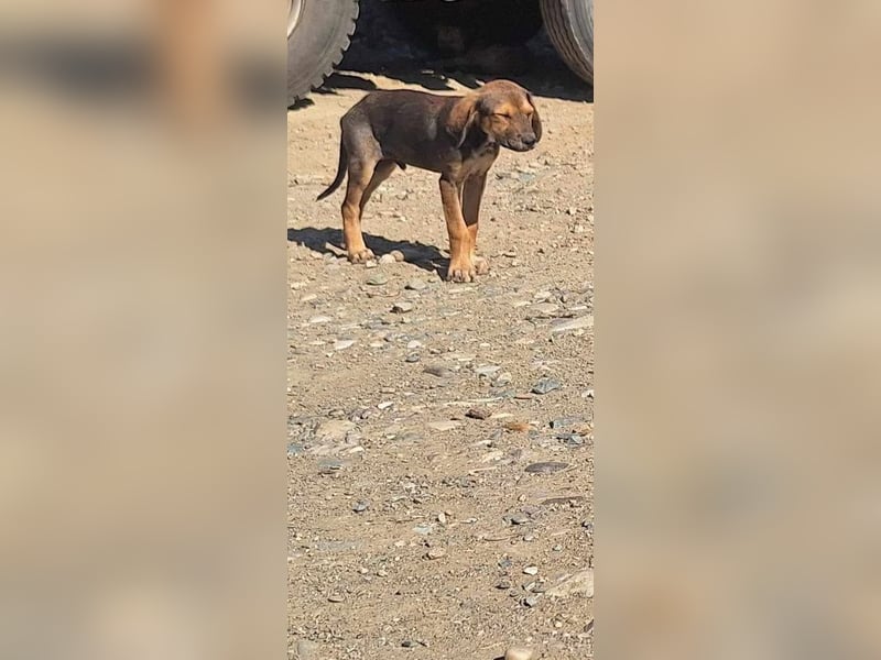 Leon sucht seine Menschen