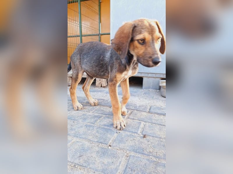 Leon sucht seine Menschen