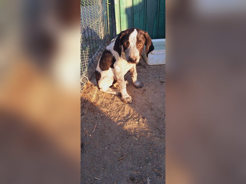 Ludwig sucht sein Körbchen