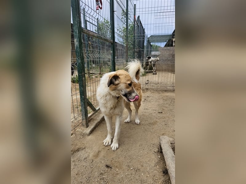 Leo der freundliche Riese
