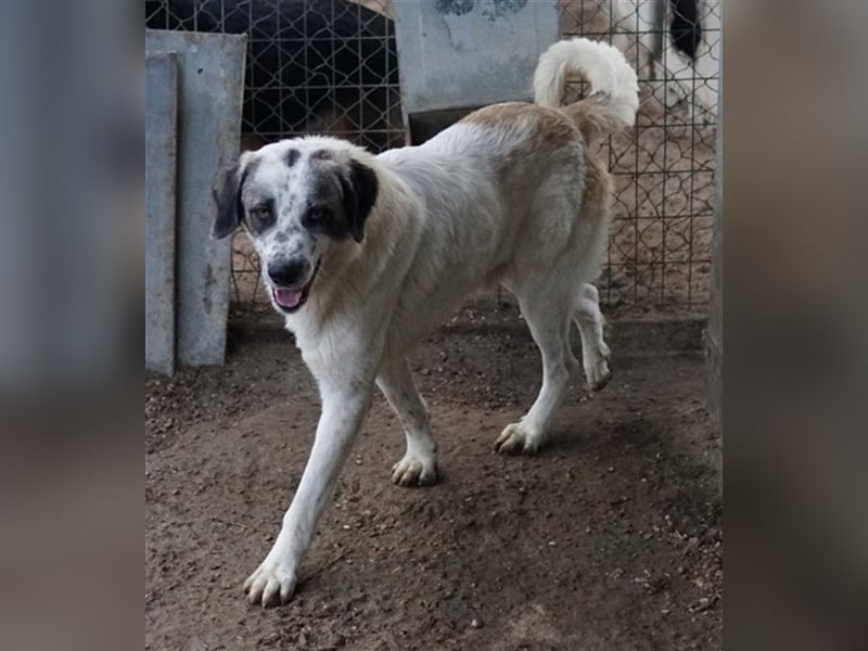 Joni, geb. ca. 11/2021, lebt in GRIECHENLAND, im städt. Tierheim Serres