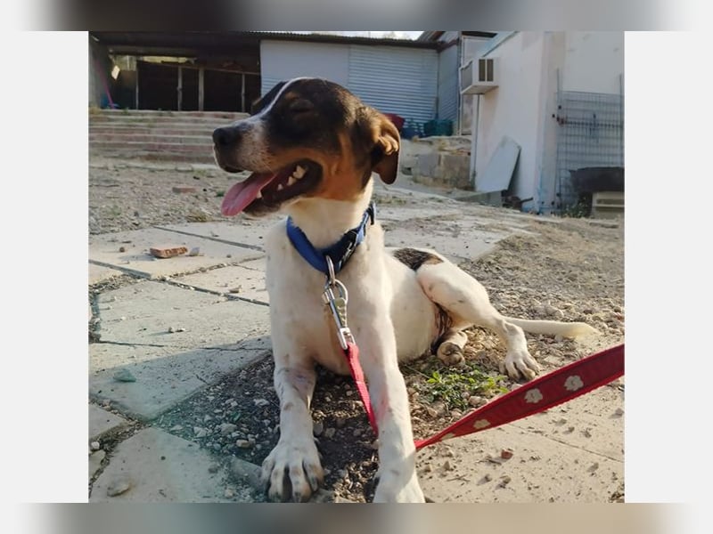 Dante (TO) Ein wundervoller kleiner Hund zum knutschen