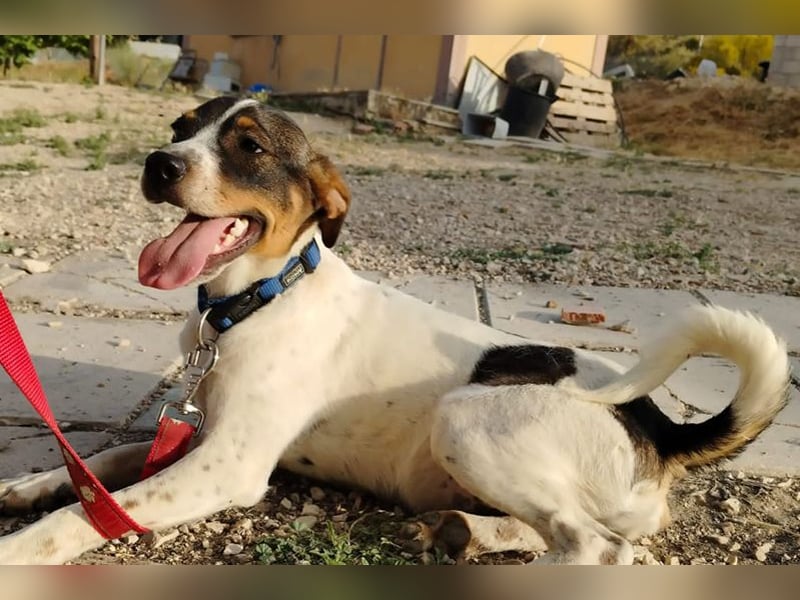 Dante (TO) Ein wundervoller kleiner Hund zum knutschen