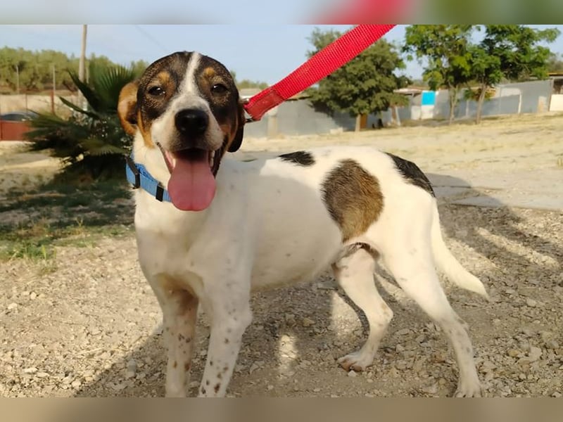Dante (TO) Ein wundervoller kleiner Hund zum knutschen