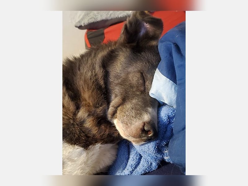 Snoopy - hübscher Kuschelbär