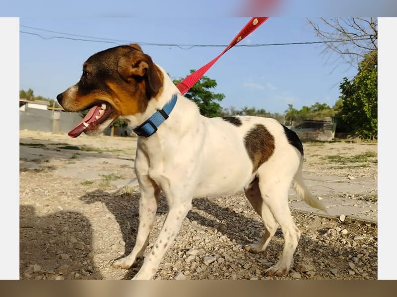 Dante (TO) Ein wundervoller kleiner Hund zum knutschen