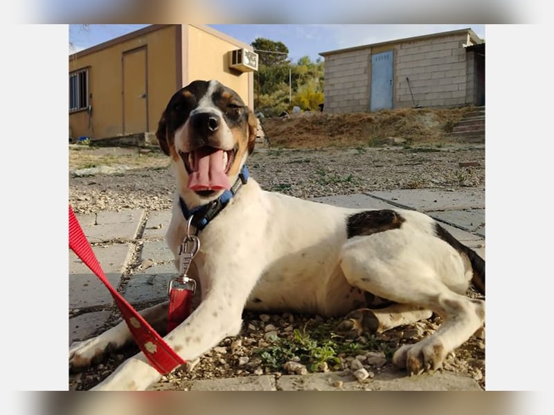 Dante (TO) Ein wundervoller kleiner Hund zum knutschen