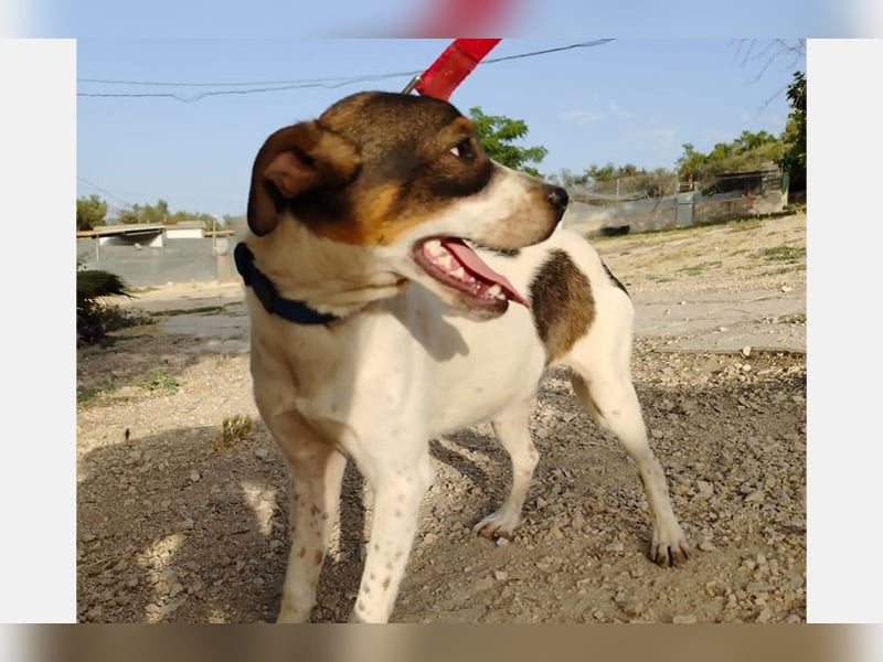 Dante (TO) Ein wundervoller kleiner Hund zum knutschen