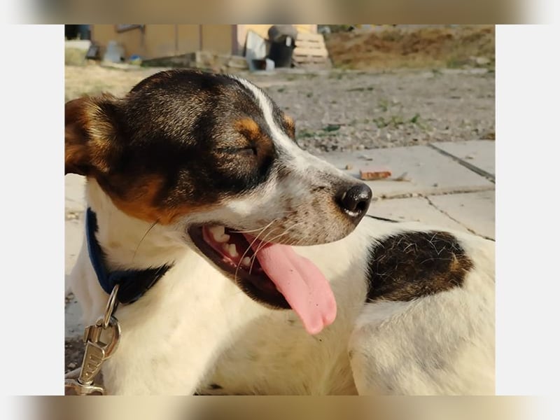 Dante (TO) Ein wundervoller kleiner Hund zum knutschen