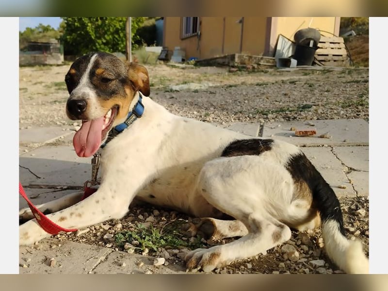 Dante (TO) Ein wundervoller kleiner Hund zum knutschen