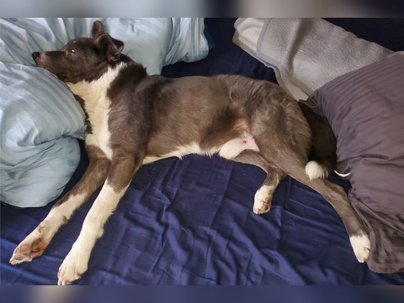 Snoopy - hübscher Kuschelbär
