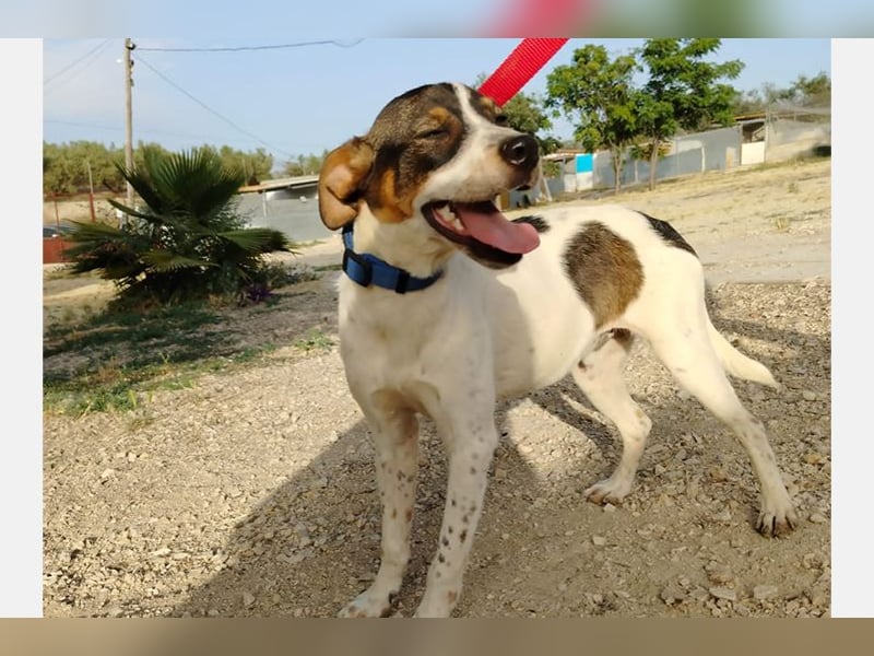 Dante (TO) Ein wundervoller kleiner Hund zum knutschen