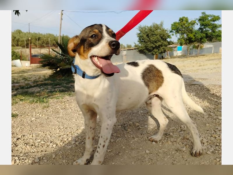 Dante (TO) Ein wundervoller kleiner Hund zum knutschen