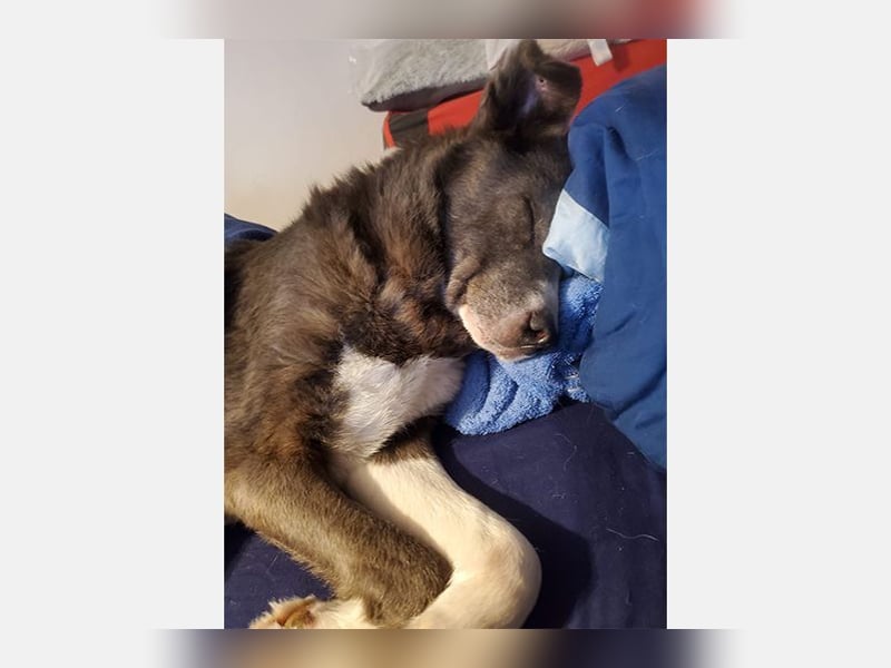 Snoopy - hübscher Kuschelbär