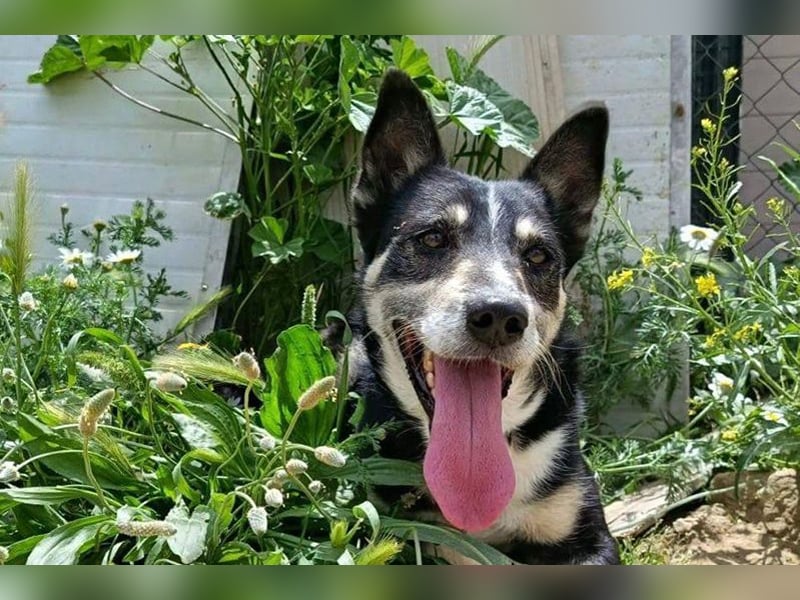 Negan(CO) Einzelprinz sucht eine ruhige Familie zum lieb haben