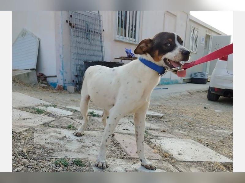 Dante (TO) Ein wundervoller kleiner Hund zum knutschen