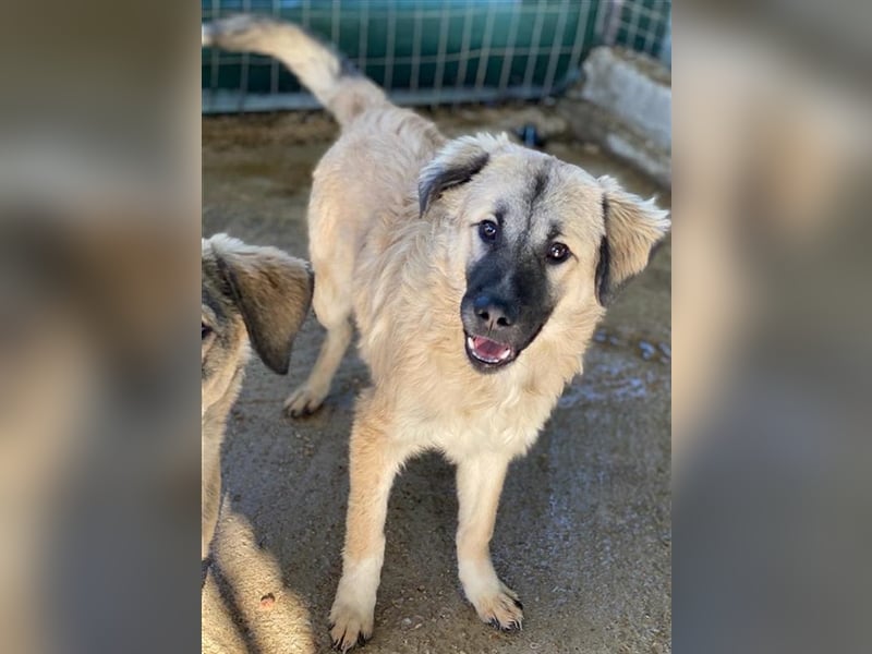 Baxter, geb. ca. 05/2021, lebt in GRIECHENLAND, auf einem Gelände, auf dem die Hunde notdürftig ver