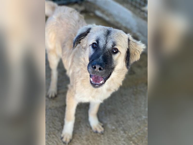 Baxter, geb. ca. 05/2021, lebt in GRIECHENLAND, auf einem Gelände, auf dem die Hunde notdürftig ver