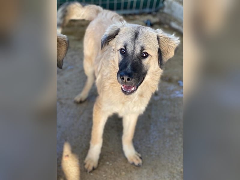 Baxter, geb. ca. 05/2021, lebt in GRIECHENLAND, auf einem Gelände, auf dem die Hunde notdürftig ver