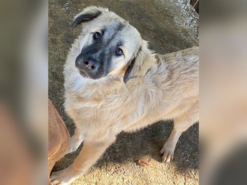 Baxter, geb. ca. 05/2021, lebt in GRIECHENLAND, auf einem Gelände, auf dem die Hunde notdürftig ver