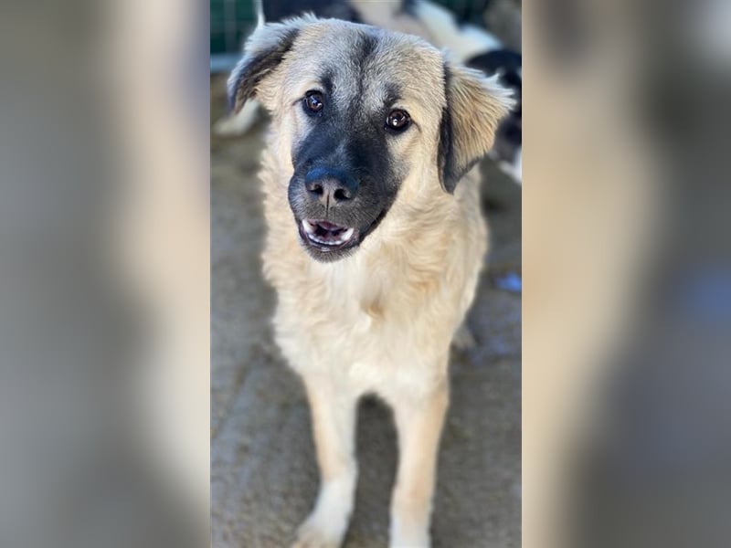 Baxter, geb. ca. 05/2021, lebt in GRIECHENLAND, auf einem Gelände, auf dem die Hunde notdürftig ver
