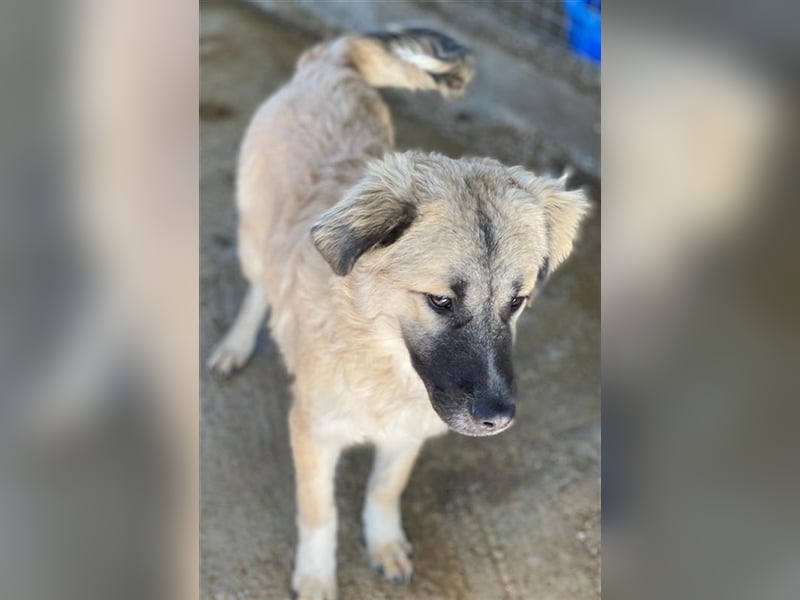 Baxter, geb. ca. 05/2021, lebt in GRIECHENLAND, auf einem Gelände, auf dem die Hunde notdürftig ver