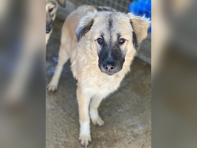 Baxter, geb. ca. 05/2021, lebt in GRIECHENLAND, auf einem Gelände, auf dem die Hunde notdürftig ver