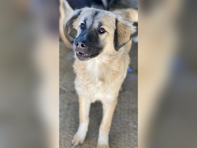Baxter, geb. ca. 05/2021, lebt in GRIECHENLAND, auf einem Gelände, auf dem die Hunde notdürftig ver