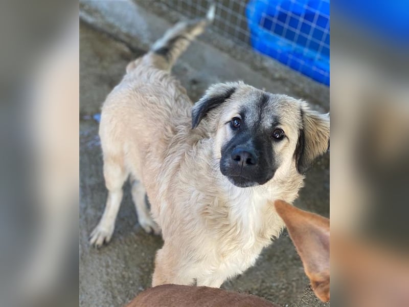 Baxter, geb. ca. 05/2021, lebt in GRIECHENLAND, auf einem Gelände, auf dem die Hunde notdürftig ver