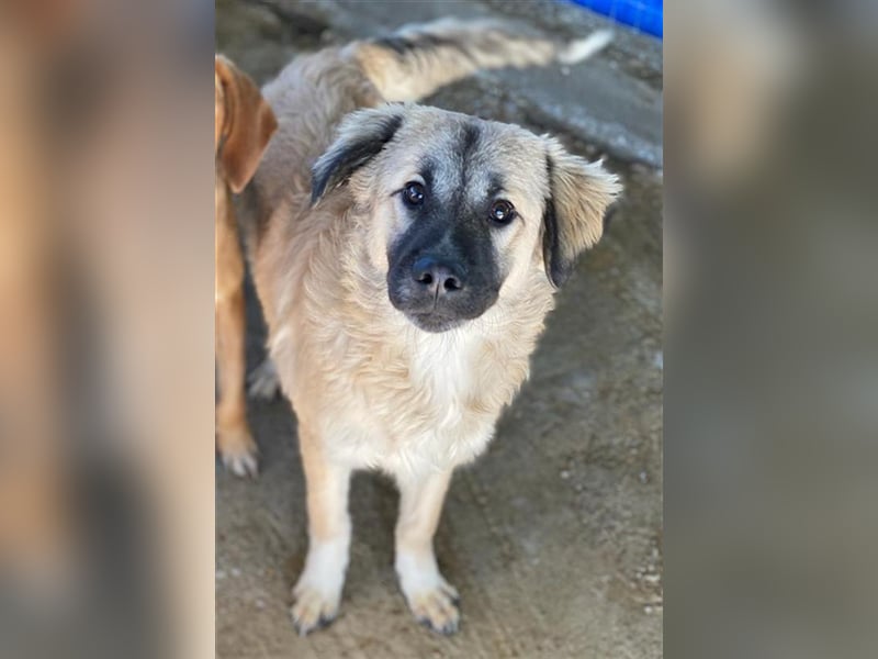 Baxter, geb. ca. 05/2021, lebt in GRIECHENLAND, auf einem Gelände, auf dem die Hunde notdürftig ver