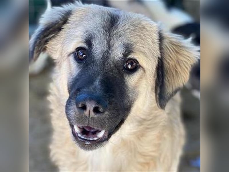 Baxter, geb. ca. 05/2021, lebt in GRIECHENLAND, auf einem Gelände, auf dem die Hunde notdürftig ver