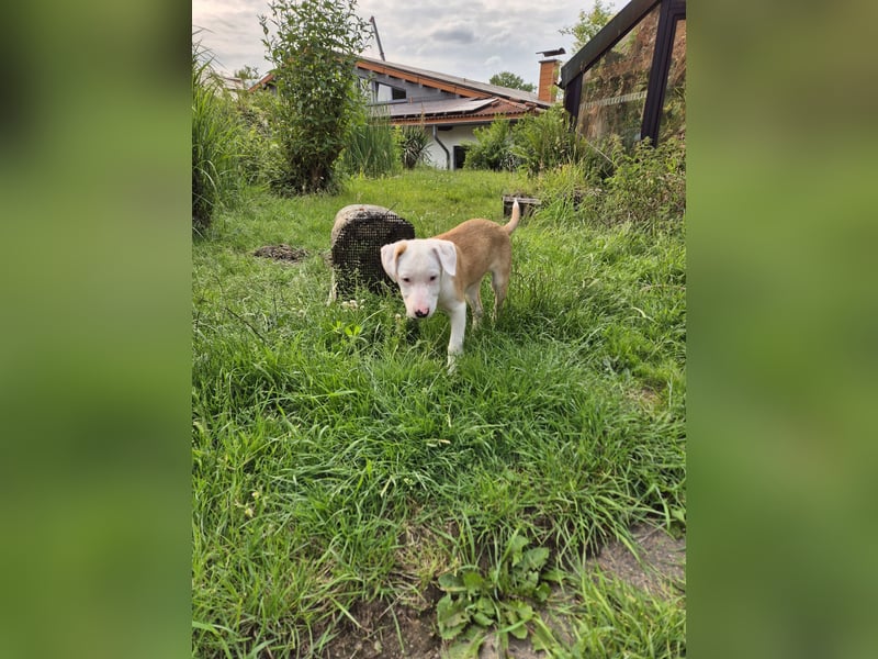 Mischlingswelpe sucht ein Zuhause