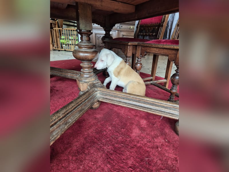 Mischlingswelpe sucht ein Zuhause