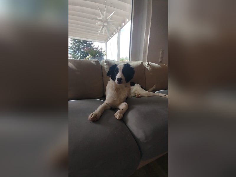Sanfter Junghund Max(6 Mon/50 cm/15 kg) sucht liebevolles Zuhause